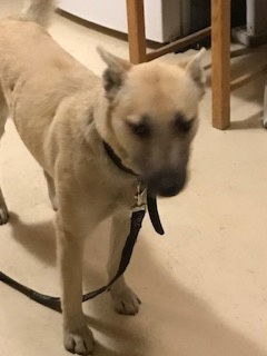 Hutla, an adoptable Belgian Shepherd / Malinois, Labrador Retriever in Westminster, CO, 80021 | Photo Image 3