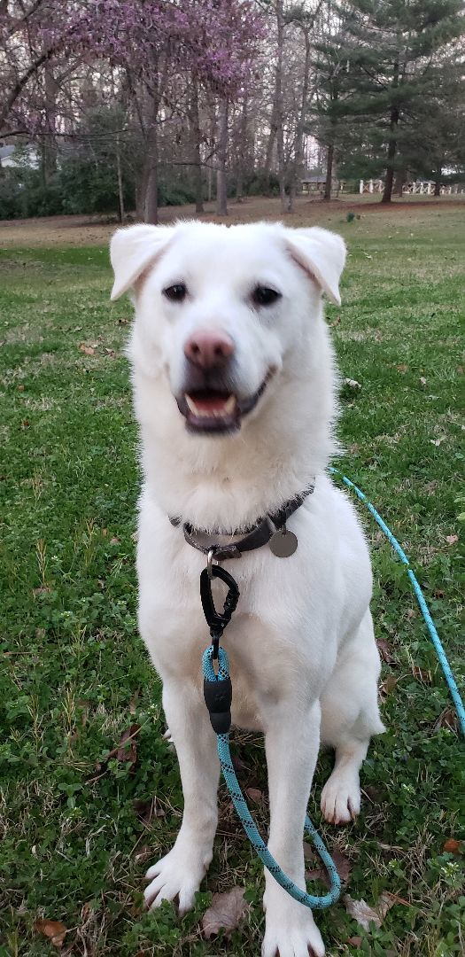 Dog for adoption - JAY, a Jindo & Labrador Retriever Mix in Stone ...