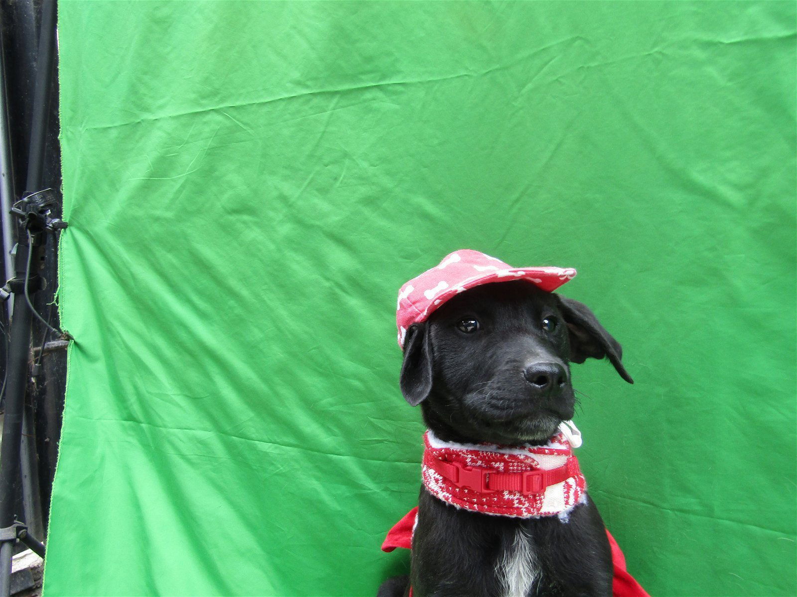 Arayass, an adoptable Dalmatian, Golden Retriever in San Diego, CA, 92116 | Photo Image 1
