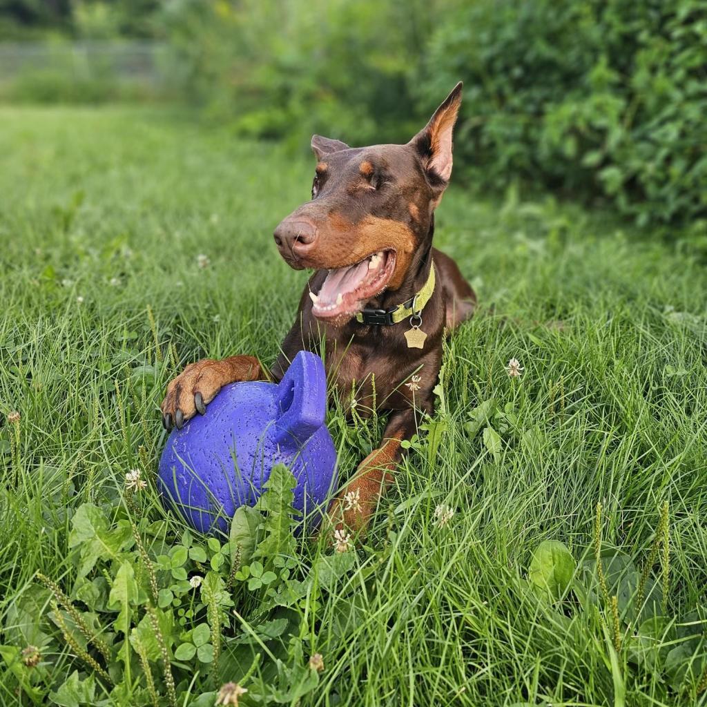 7689 Basil - I'm a SSNAP Dog, an adoptable Doberman Pinscher in Sandown, NH, 03873 | Photo Image 1