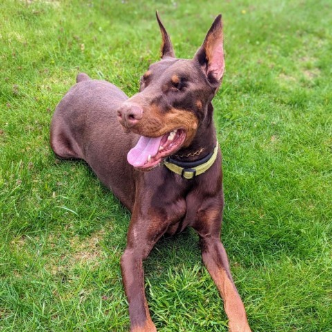 Dog for adoption - 7689 Basil - I'm a SSNAP Dog, a Doberman Pinscher in ...