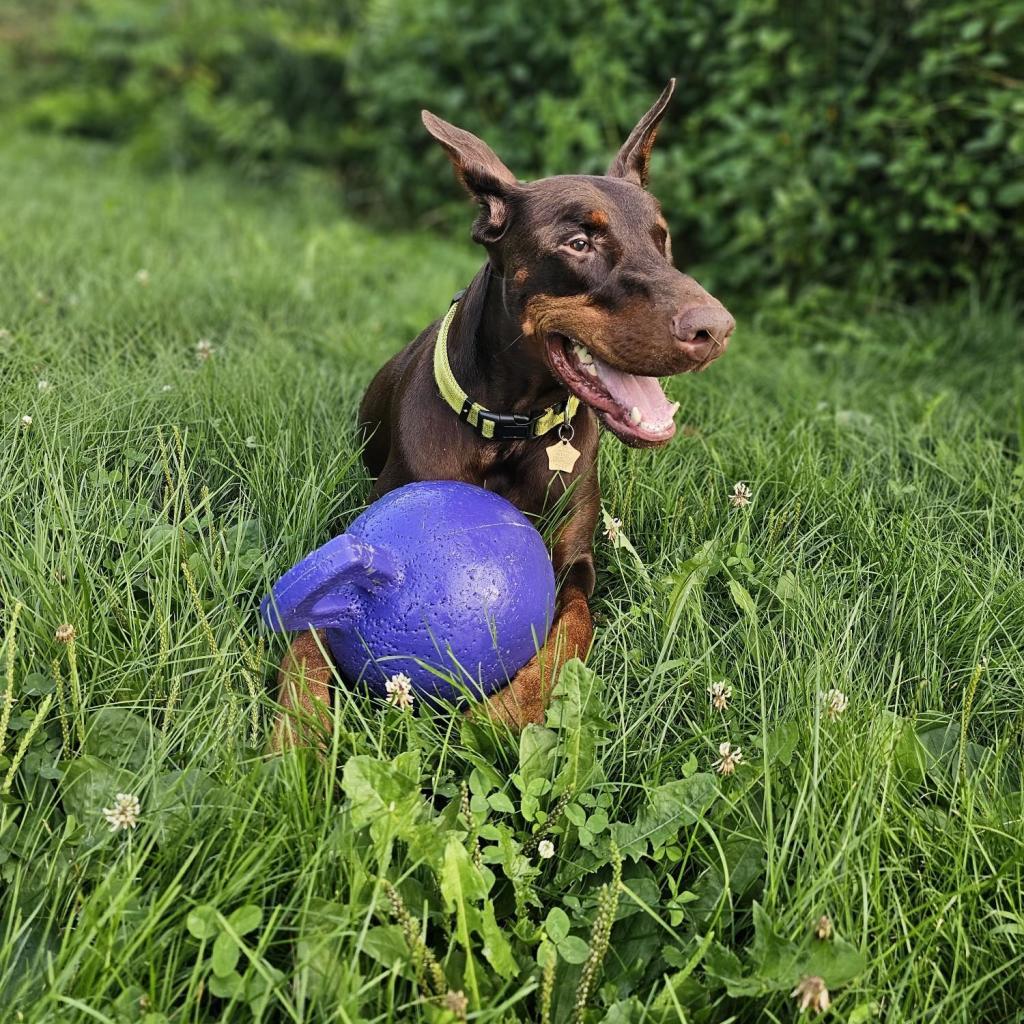 7689 Basil - I'm a SSNAP Dog, an adoptable Doberman Pinscher in Sandown, NH, 03873 | Photo Image 2