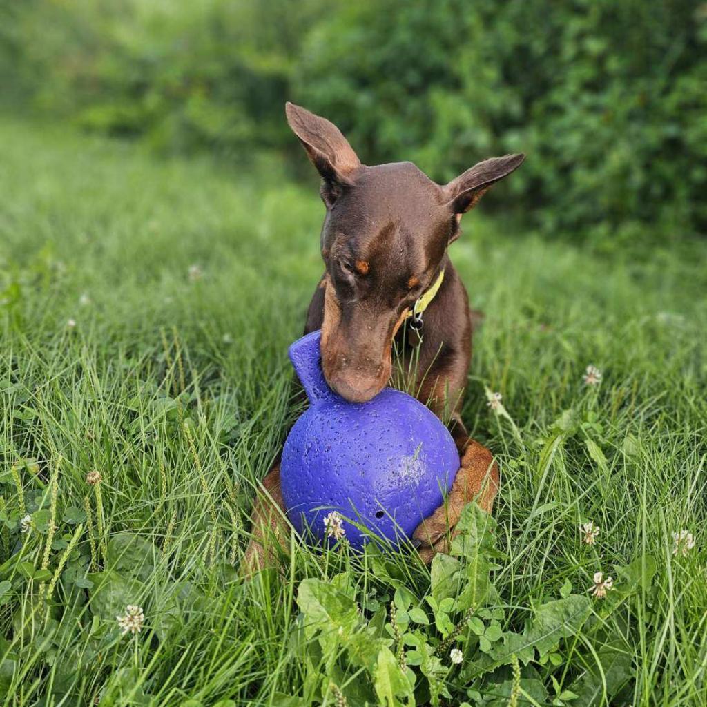 7689 Basil - I'm a SSNAP Dog, an adoptable Doberman Pinscher in Sandown, NH, 03873 | Photo Image 3