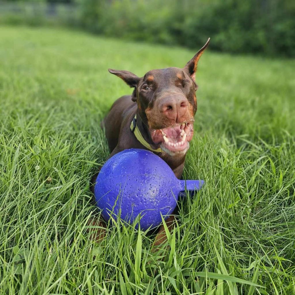 7689 Basil - I'm a SSNAP Dog, an adoptable Doberman Pinscher in Sandown, NH, 03873 | Photo Image 4