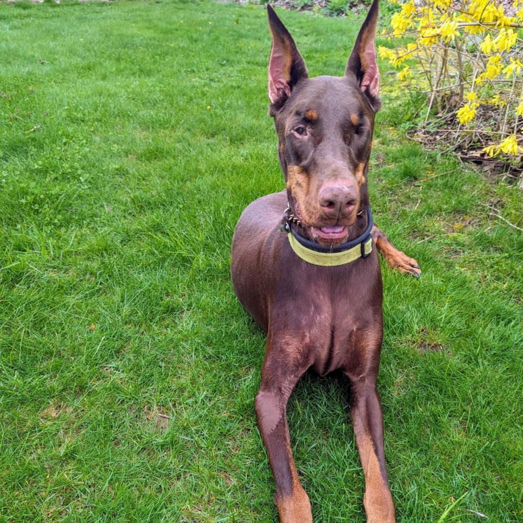 7689 Basil - I'm a SSNAP Dog, an adoptable Doberman Pinscher in Sandown, NH, 03873 | Photo Image 5