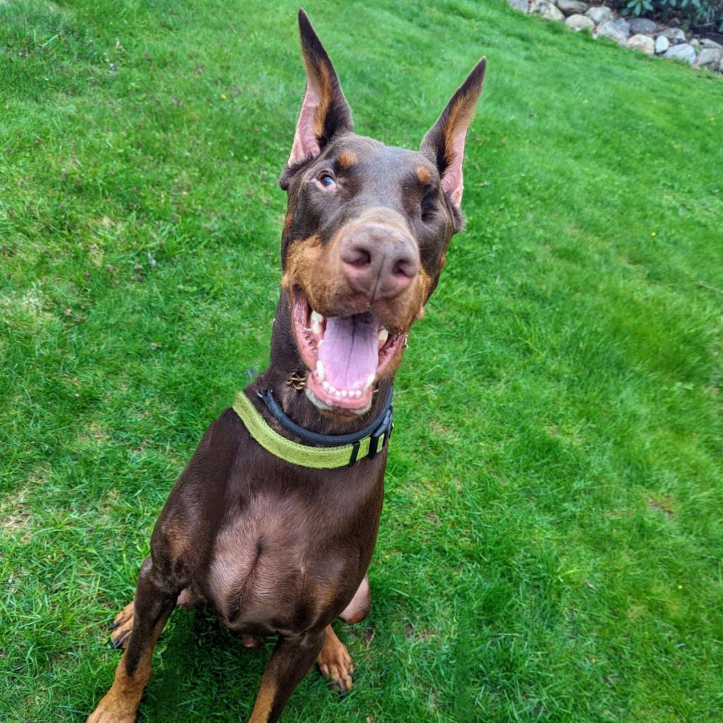 7689 Basil - I'm a SSNAP Dog, an adoptable Doberman Pinscher in Sandown, NH, 03873 | Photo Image 6