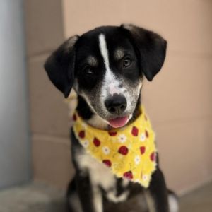 Hi My name is Salsa and Im at the Santa Maria Campus Im a 3 month old female Cattle dog