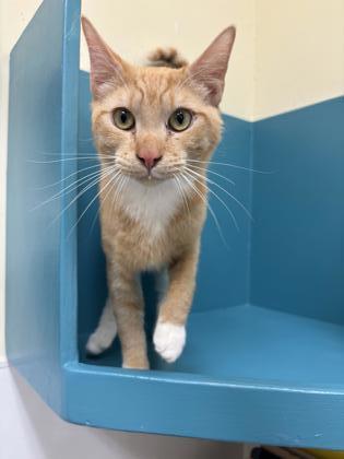 Simba, an adoptable Domestic Short Hair in Pendleton, OR, 97801 | Photo Image 1