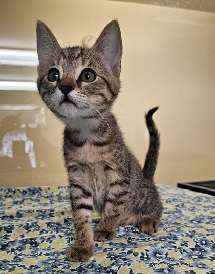 June, an adoptable Domestic Short Hair in Pendleton, OR, 97801 | Photo Image 1