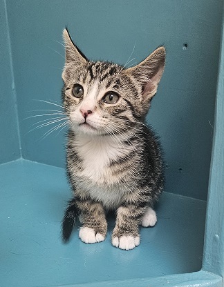 Coconut, an adoptable Domestic Short Hair in Pendleton, OR, 97801 | Photo Image 1