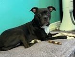 Boots, an adoptable Boston Terrier, Pit Bull Terrier in Willmar, MN, 56201 | Photo Image 2