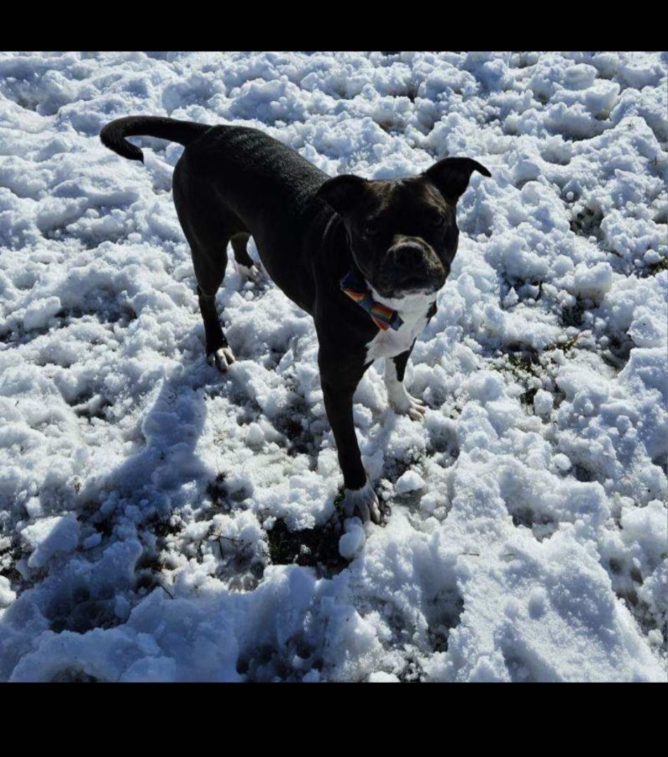 Boots, an adoptable Boston Terrier, Pit Bull Terrier in Willmar, MN, 56201 | Photo Image 4