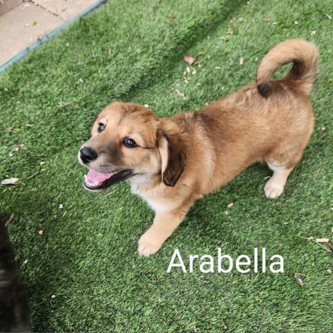 Arabella AL