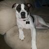 Petey photo 1