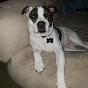 Petey