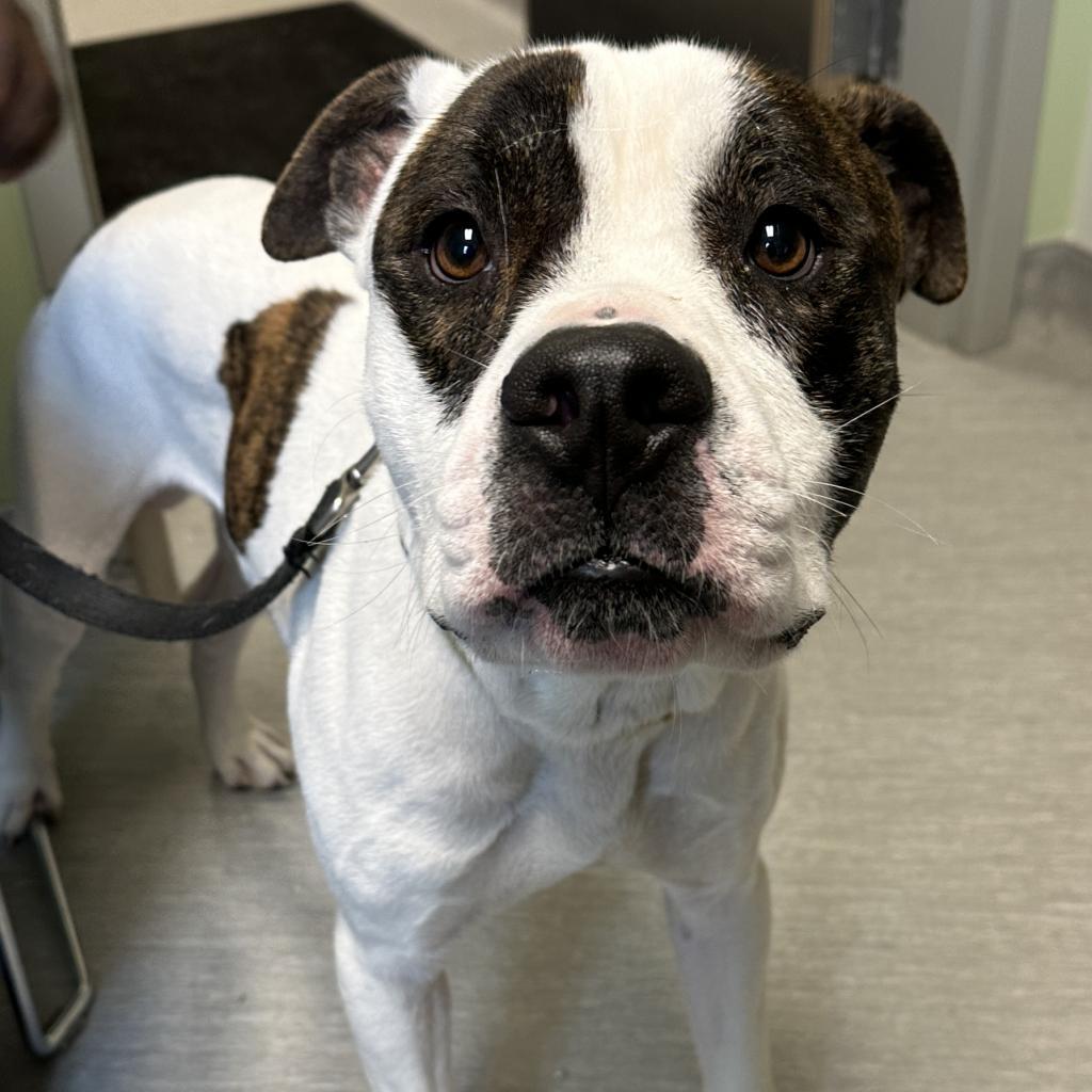 Petey, an adoptable Pit Bull Terrier in Columbia Station, OH, 44028 | Photo Image 1