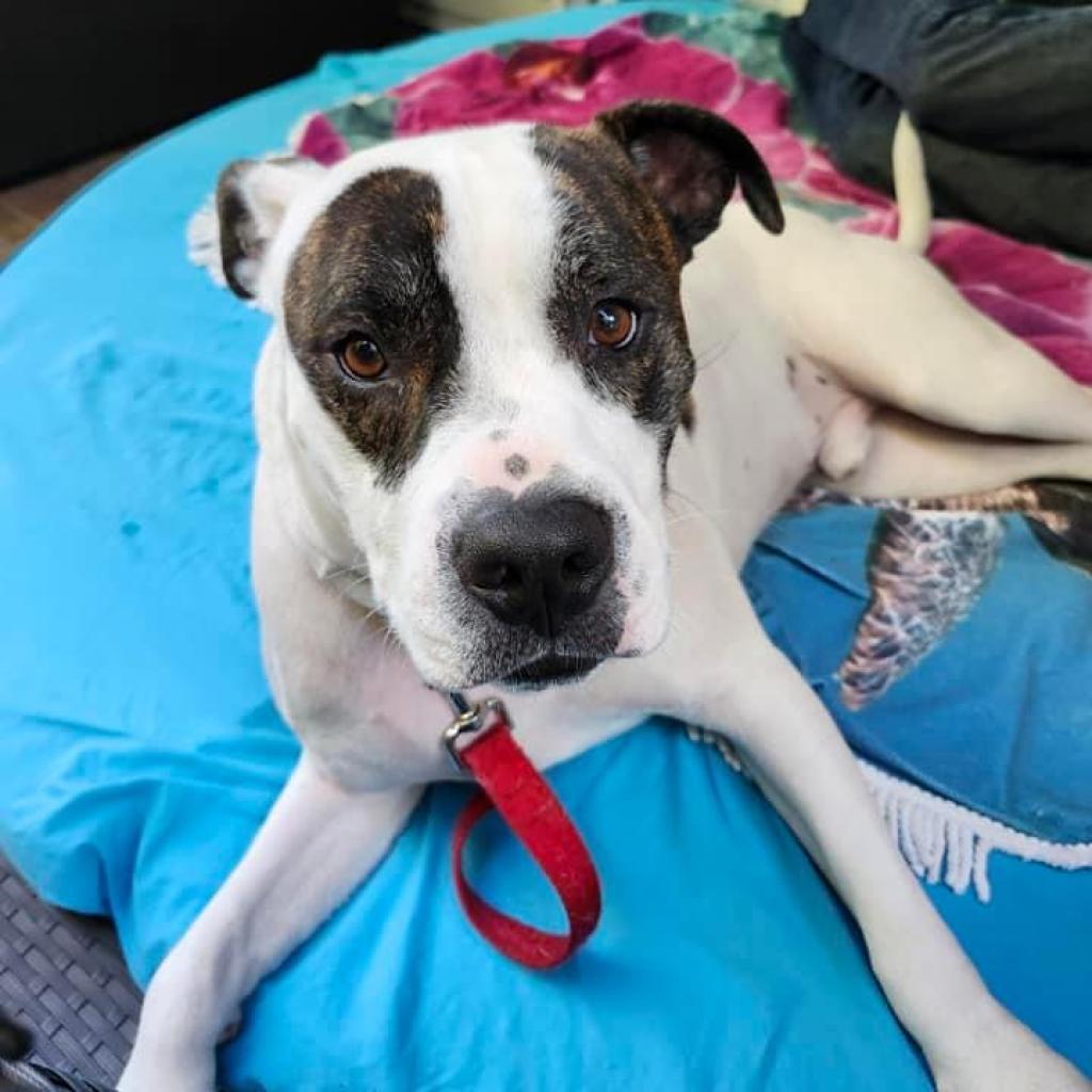 Petey, an adoptable Pit Bull Terrier in Columbia Station, OH, 44028 | Photo Image 2
