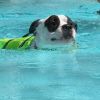 Petey photo 3