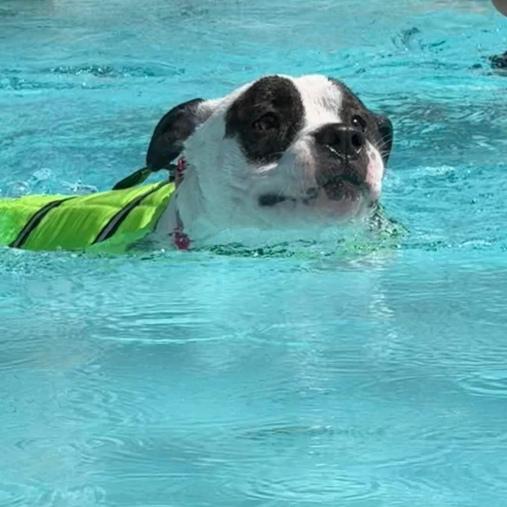 Petey, an adoptable Pit Bull Terrier in Columbia Station, OH, 44028 | Photo Image 3