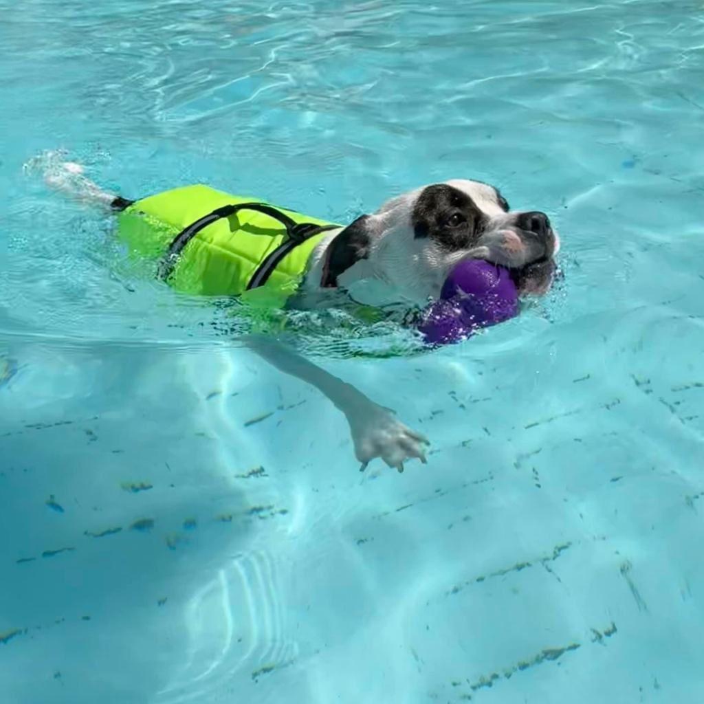 Petey, an adoptable Pit Bull Terrier in Columbia Station, OH, 44028 | Photo Image 4
