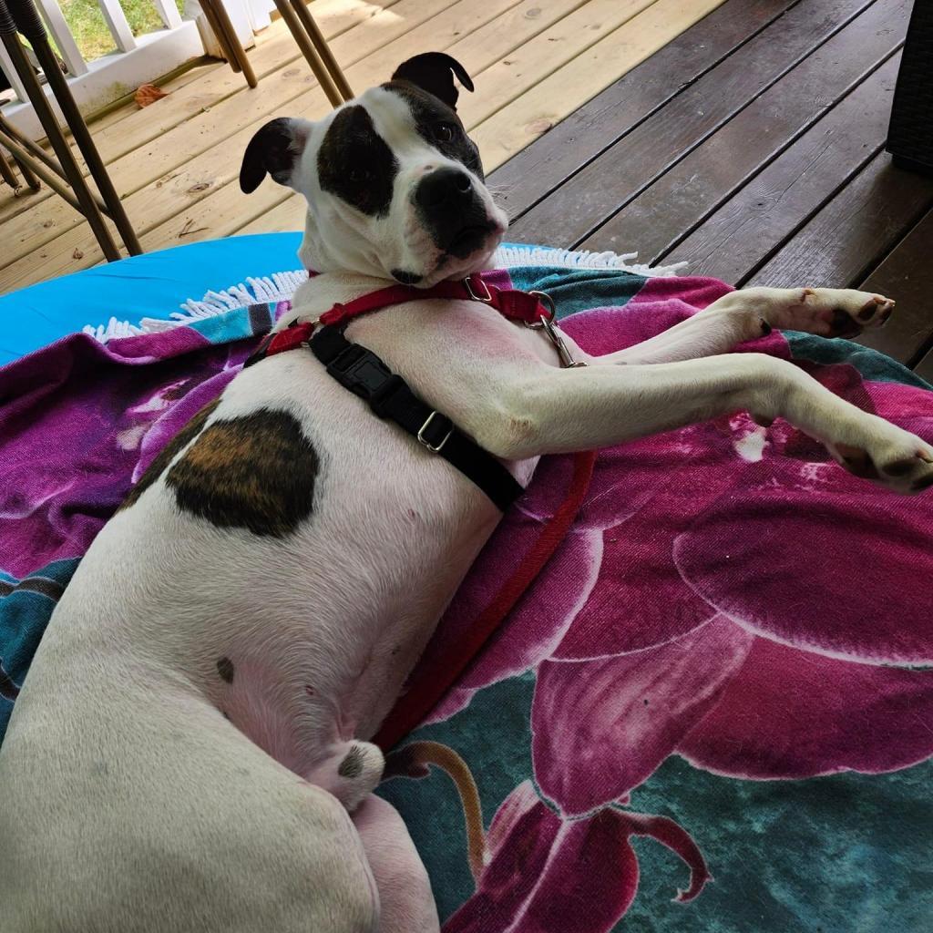 Petey, an adoptable Pit Bull Terrier in Columbia Station, OH, 44028 | Photo Image 5