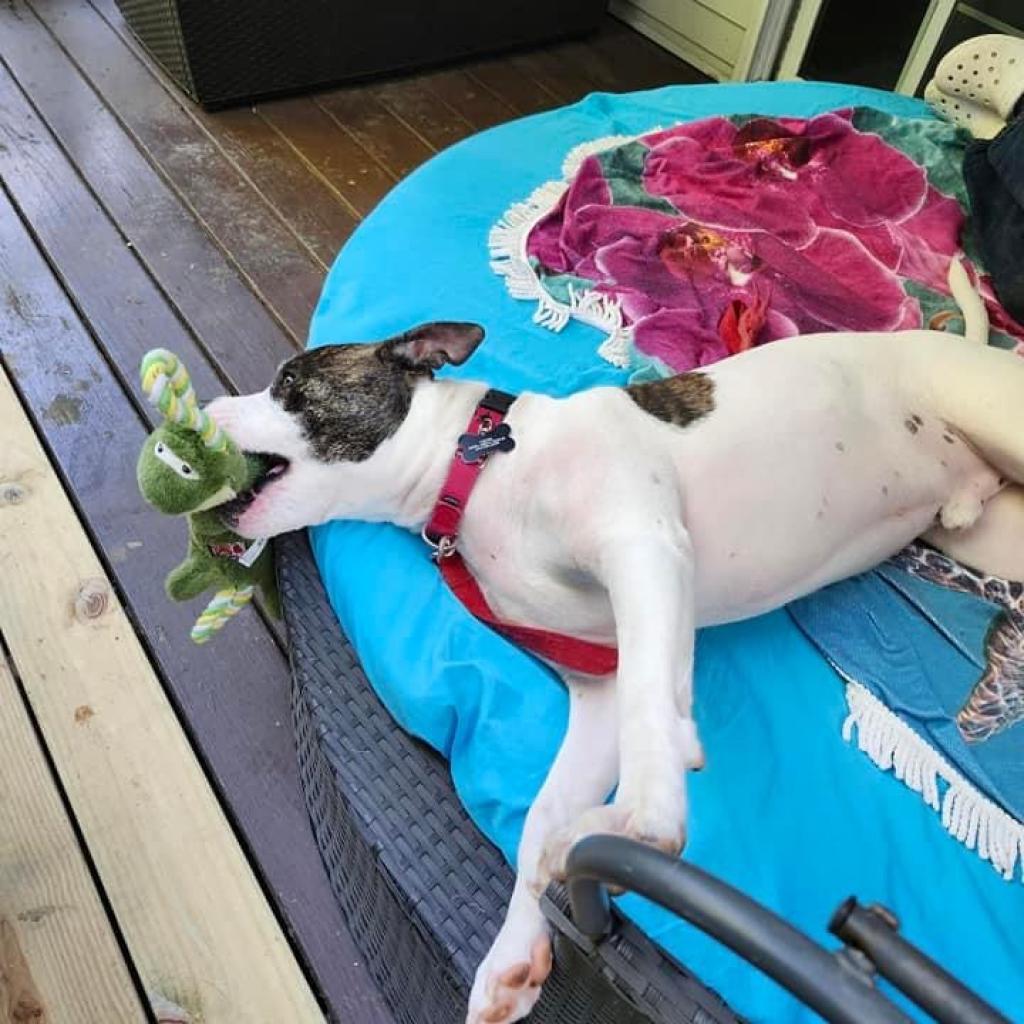 Petey, an adoptable Pit Bull Terrier in Columbia Station, OH, 44028 | Photo Image 6