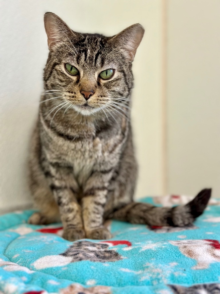 Roxie Rose, an adoptable Domestic Short Hair in Cumberland, ME, 04021 | Photo Image 1