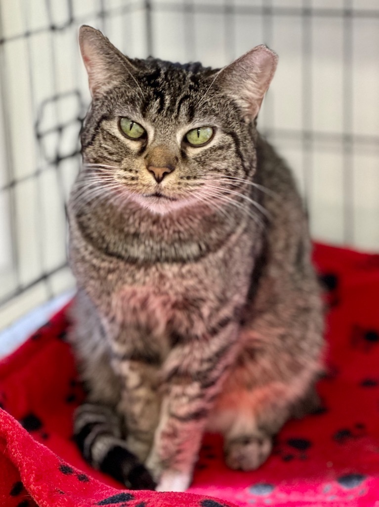 Roxie Rose, an adoptable Domestic Short Hair in Cumberland, ME, 04021 | Photo Image 2