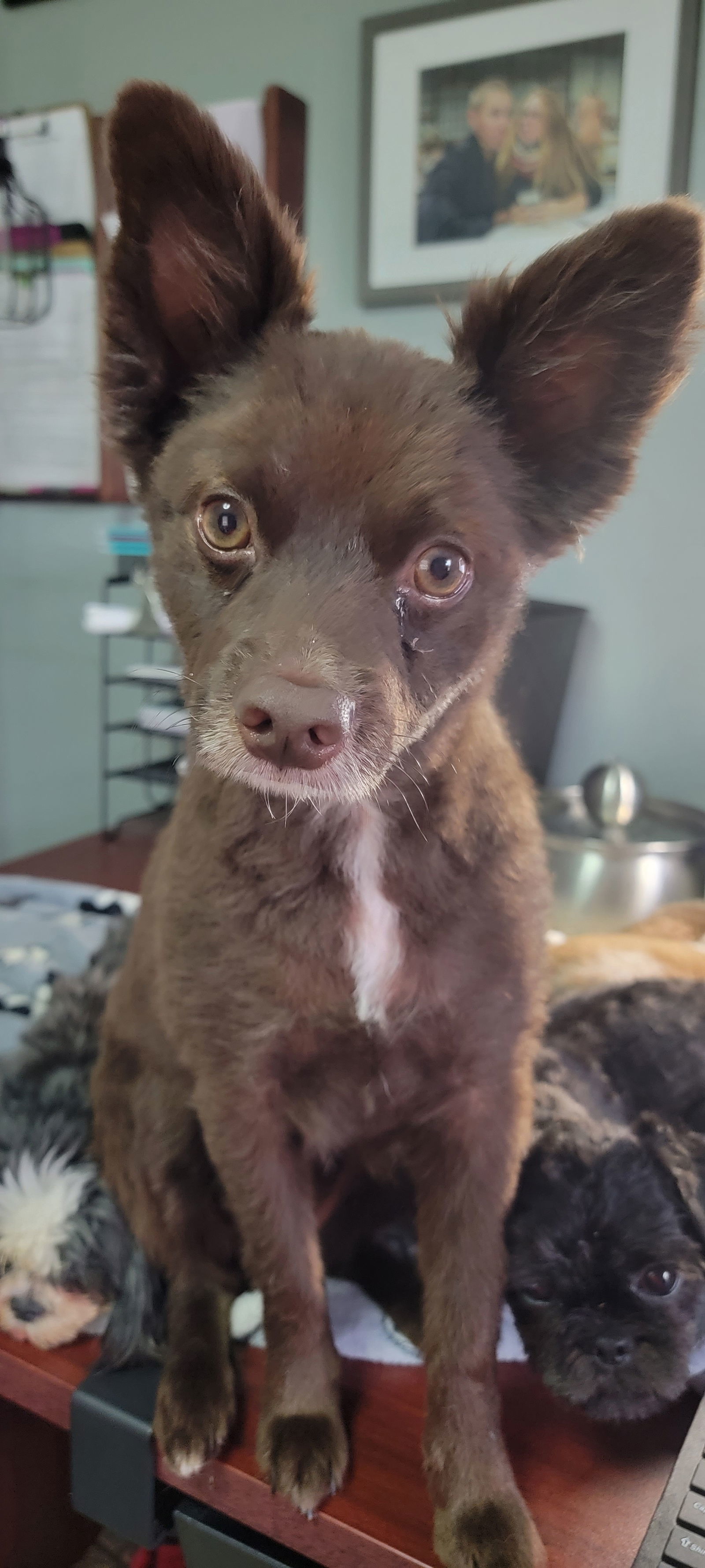 CoCo, an adoptable Pomeranian in Elizabethtown, PA, 17022 | Photo Image 1