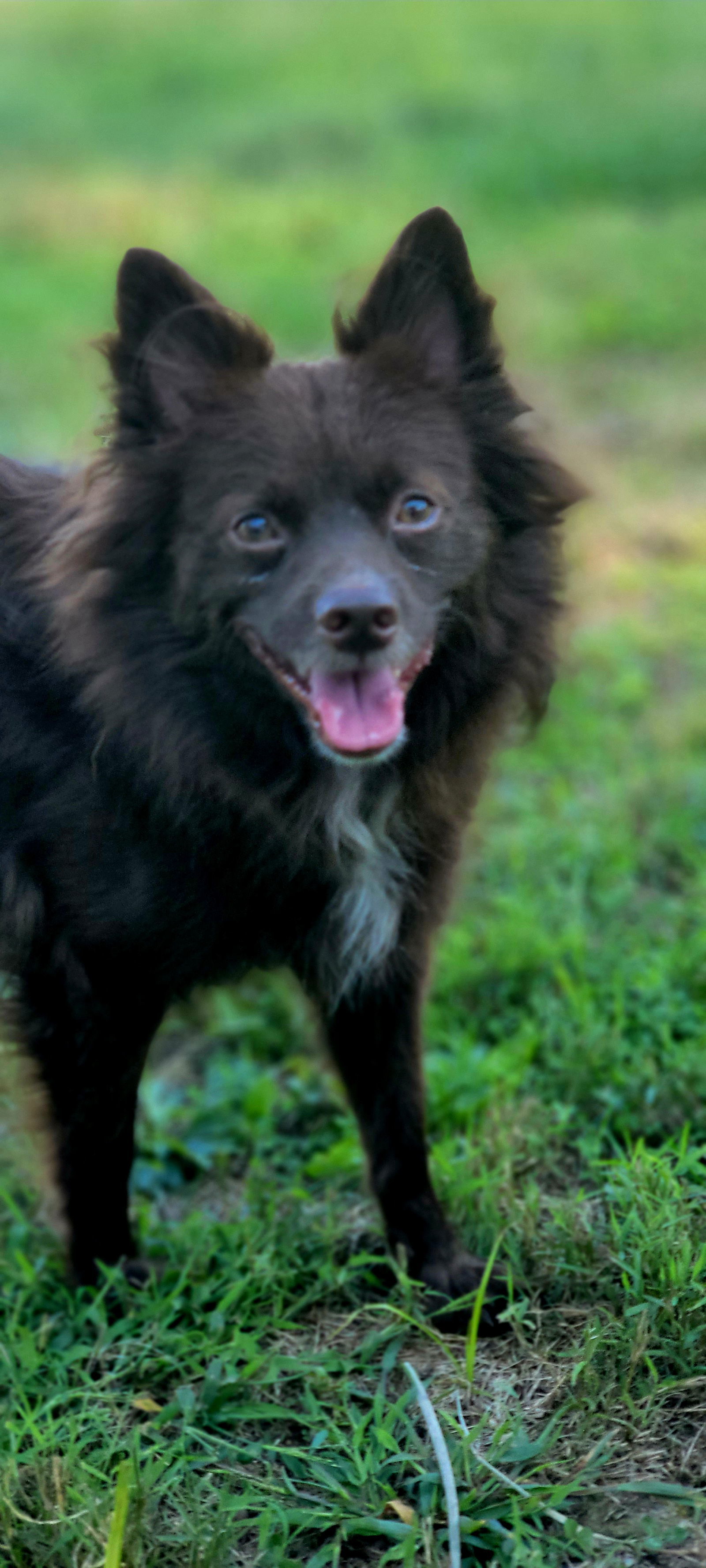 CoCo, an adoptable Pomeranian in Elizabethtown, PA, 17022 | Photo Image 2