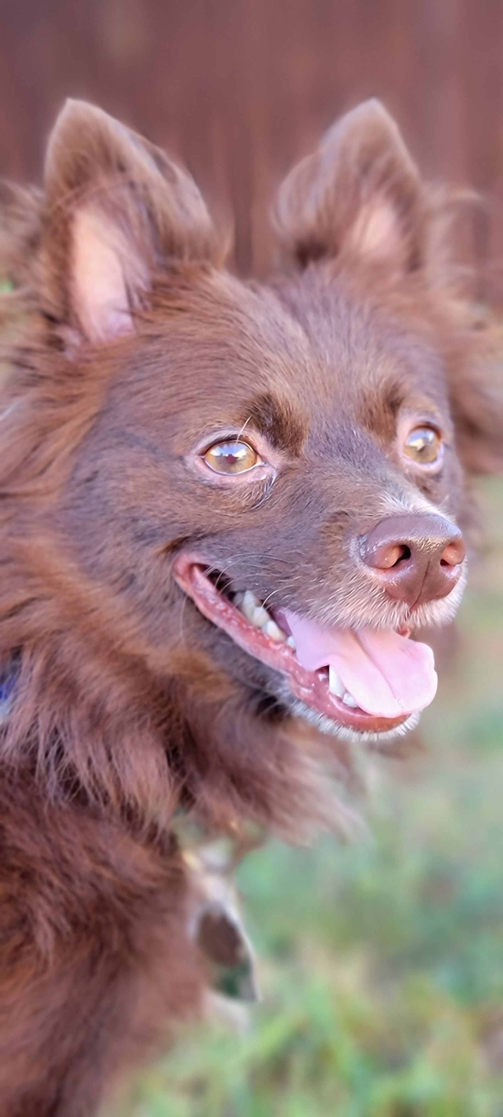 CoCo, an adoptable Pomeranian in Elizabethtown, PA, 17022 | Photo Image 5