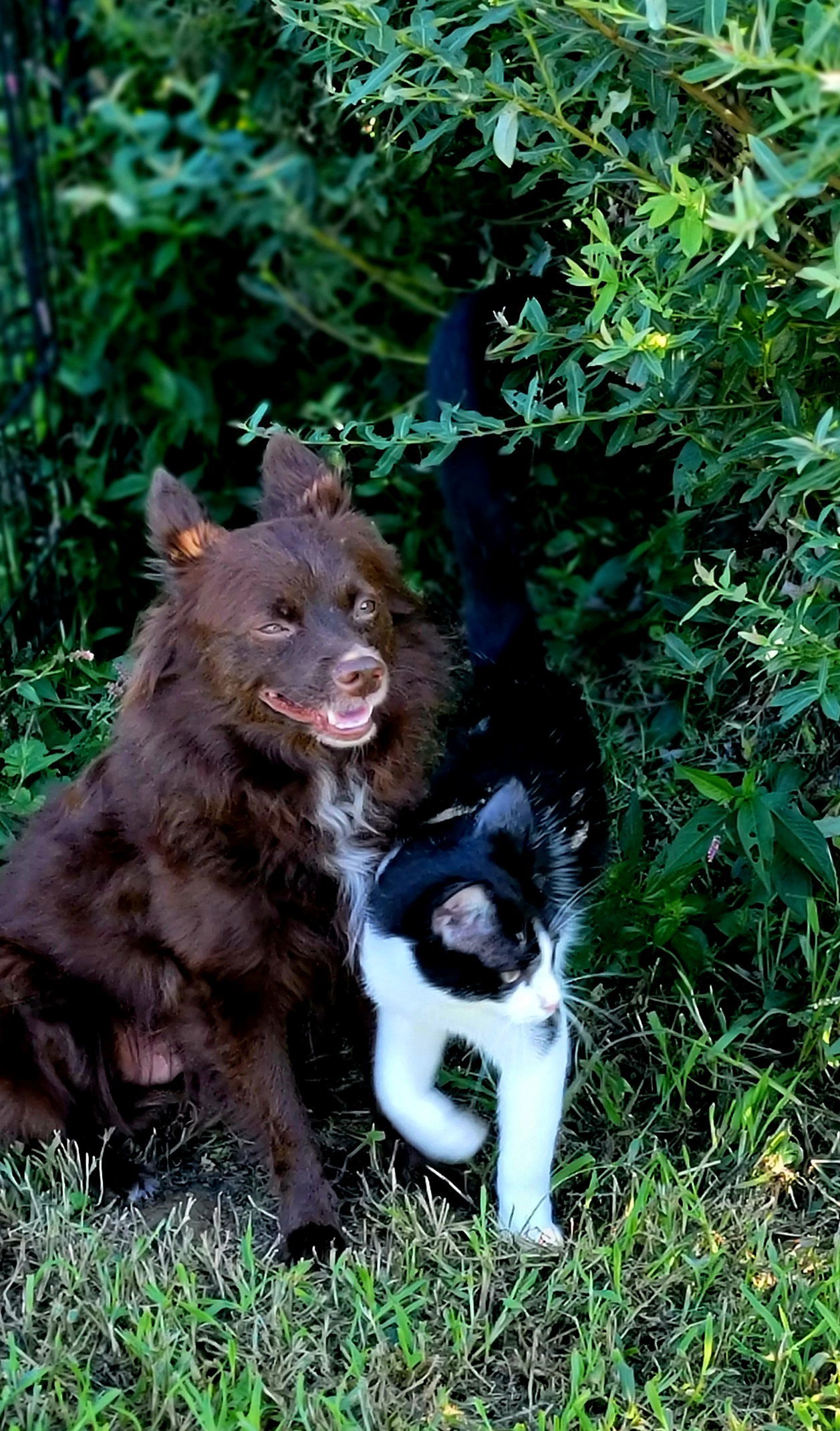 CoCo