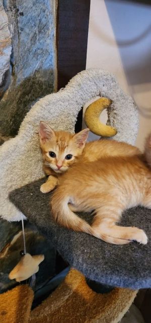 Curtesy Post for PL Rescue Gin Ginny is a spunky orange kitten Not only is she a female but sh