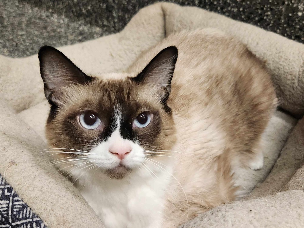 Calypso, an adoptable Domestic Short Hair in Kenai, AK, 99611 | Photo Image 1