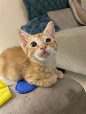Curtesy Post for PL Rescue Rummy is a spunky orange kitten Not only is she a female but she also