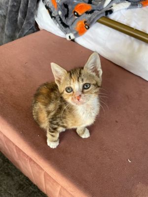 Curtesy Post for PL Rescue Sprite is a curious kitten who has been with the rescue since she was 2