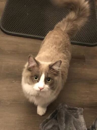 Percy, an adoptable Ragdoll in Fort Worth, TX, 76102 | Photo Image 3