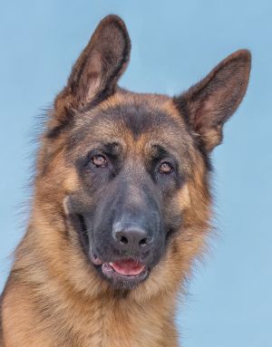 A5617502 Chester is a gorgeous German Shepherd Will make an excellent companio