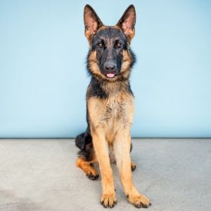 A5610559 Campana is a debonair 1 year old German Shepherd who came to the Baldw