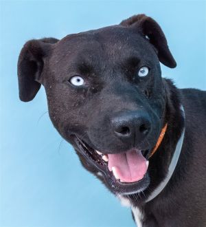 A5616709 Blue is a beautiful 1 year old PitLab mix who came to the Baldwin Par