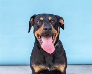 PASCUAL Rottweiler Dog