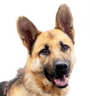 A5612563 Smarty is a stunning German Shepherd with the typical looks and personality of the breed 