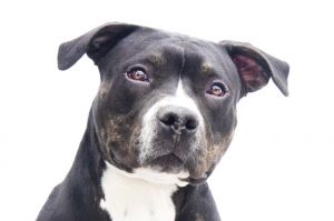 A5613074 Trevor is a 10 month old pitbull mix who came to the Baldwin Park Shelter as a stray on