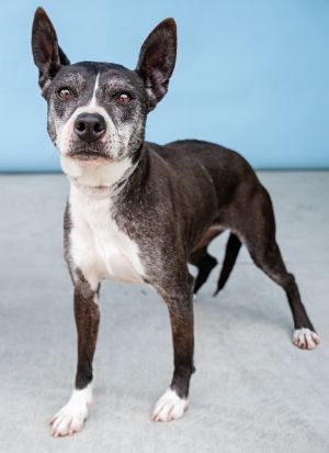 A5618704 Cookie is the sweetest little treat She is a petite pocket pittie who does not know why s
