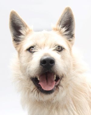 A5615267 Benito is a sweet and scruffy little muppet looking to go home with his