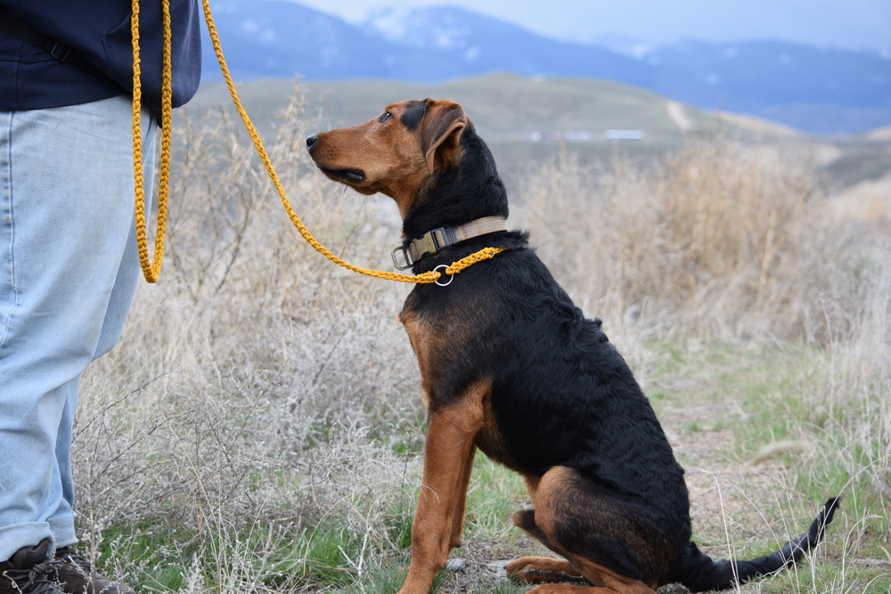 Hank, an adoptable Airedale Terrier, Plott Hound in Salmon, ID, 83467 | Photo Image 1