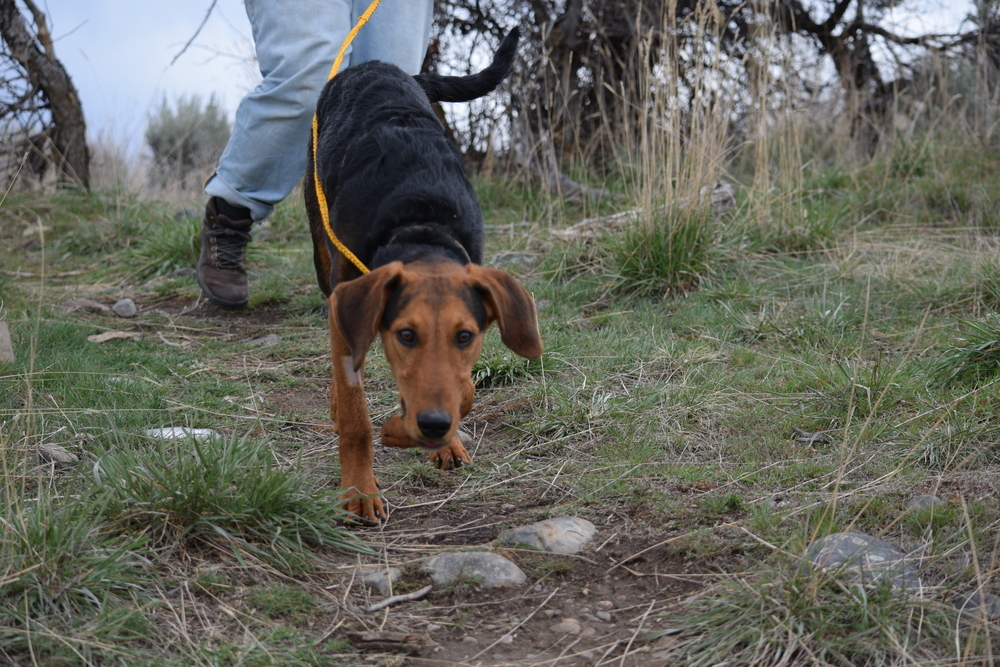 Hank, an adoptable Airedale Terrier, Hound in Salmon, ID, 83467 | Photo Image 2