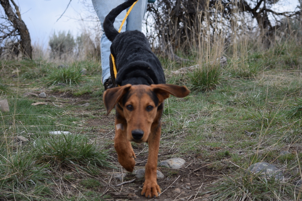 Hank, an adoptable Airedale Terrier, Plott Hound in Salmon, ID, 83467 | Photo Image 3