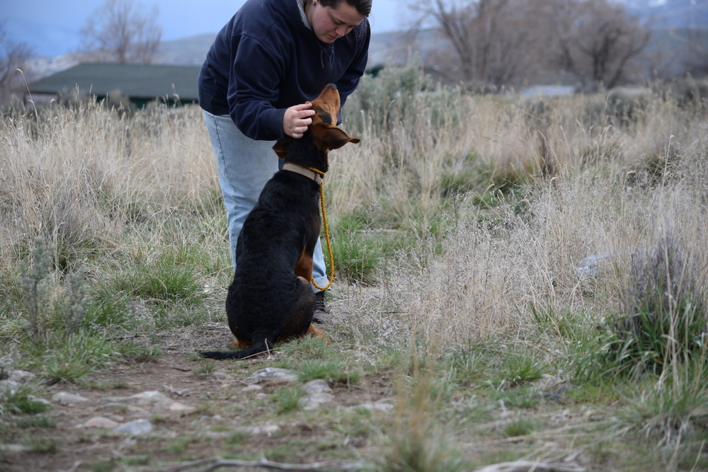 Hank, an adoptable Airedale Terrier, Hound in Salmon, ID, 83467 | Photo Image 4