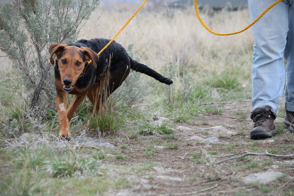 Hank, an adoptable Airedale Terrier, Hound in Salmon, ID, 83467 | Photo Image 5